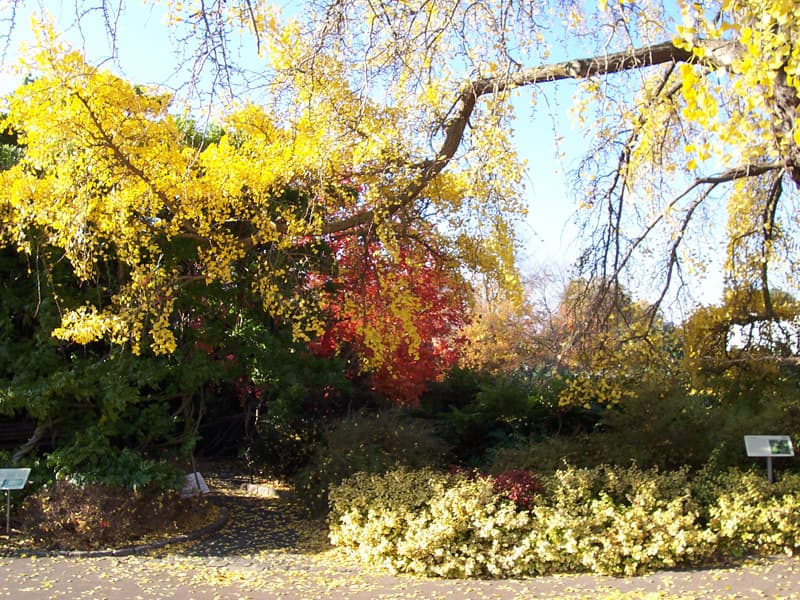 Ginkgo biloba trees are a familiar sight in the Far East. Their seeds have medicinal value, and they are a fairly primitive tree species that dates back to the age of the dinosaurs.