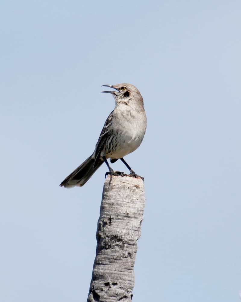 Bahama Mockingbird (Mimus gundlachii), Exuma, Bahamas.