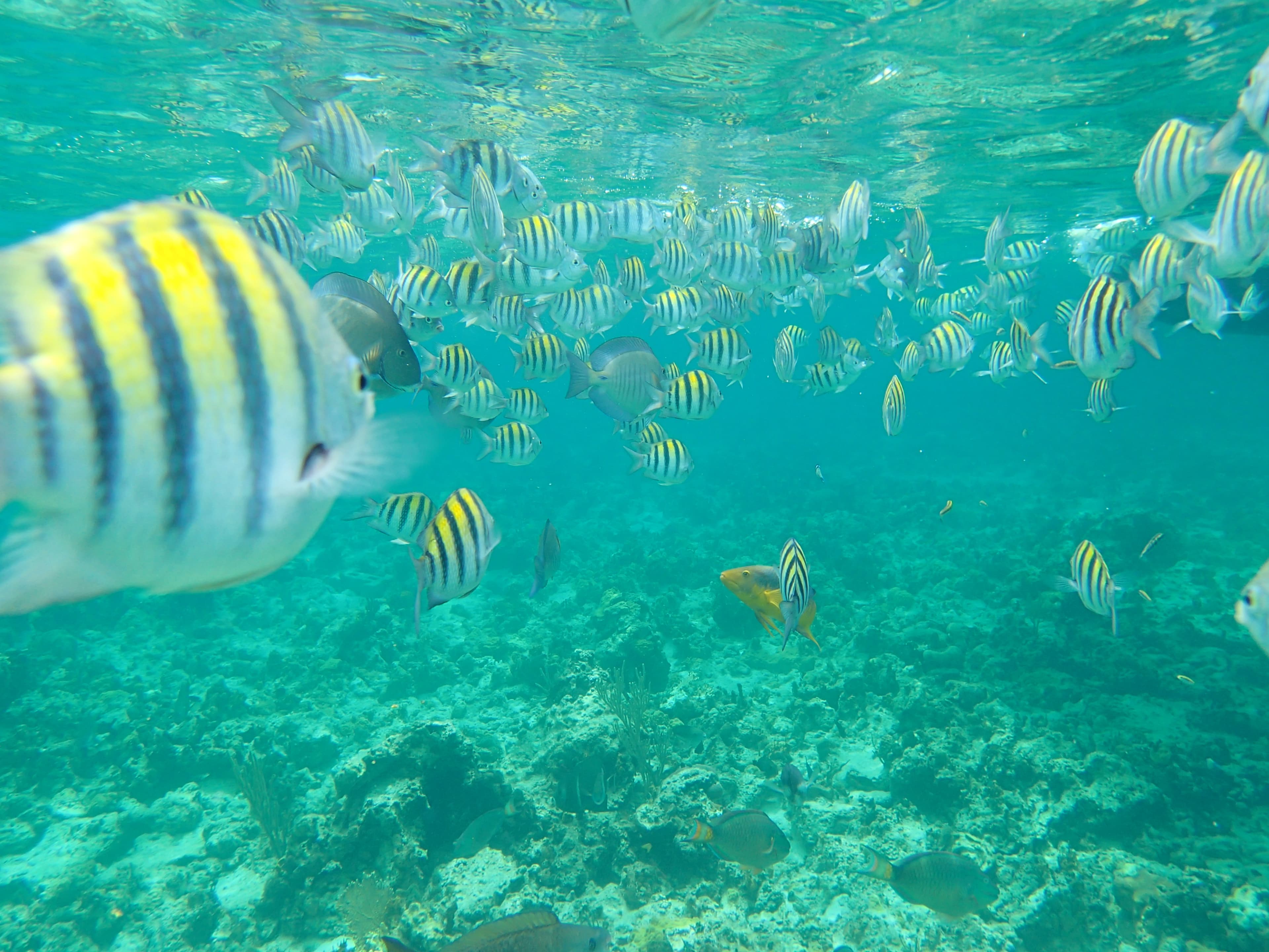 Ocean Club Drive, The Bahamas