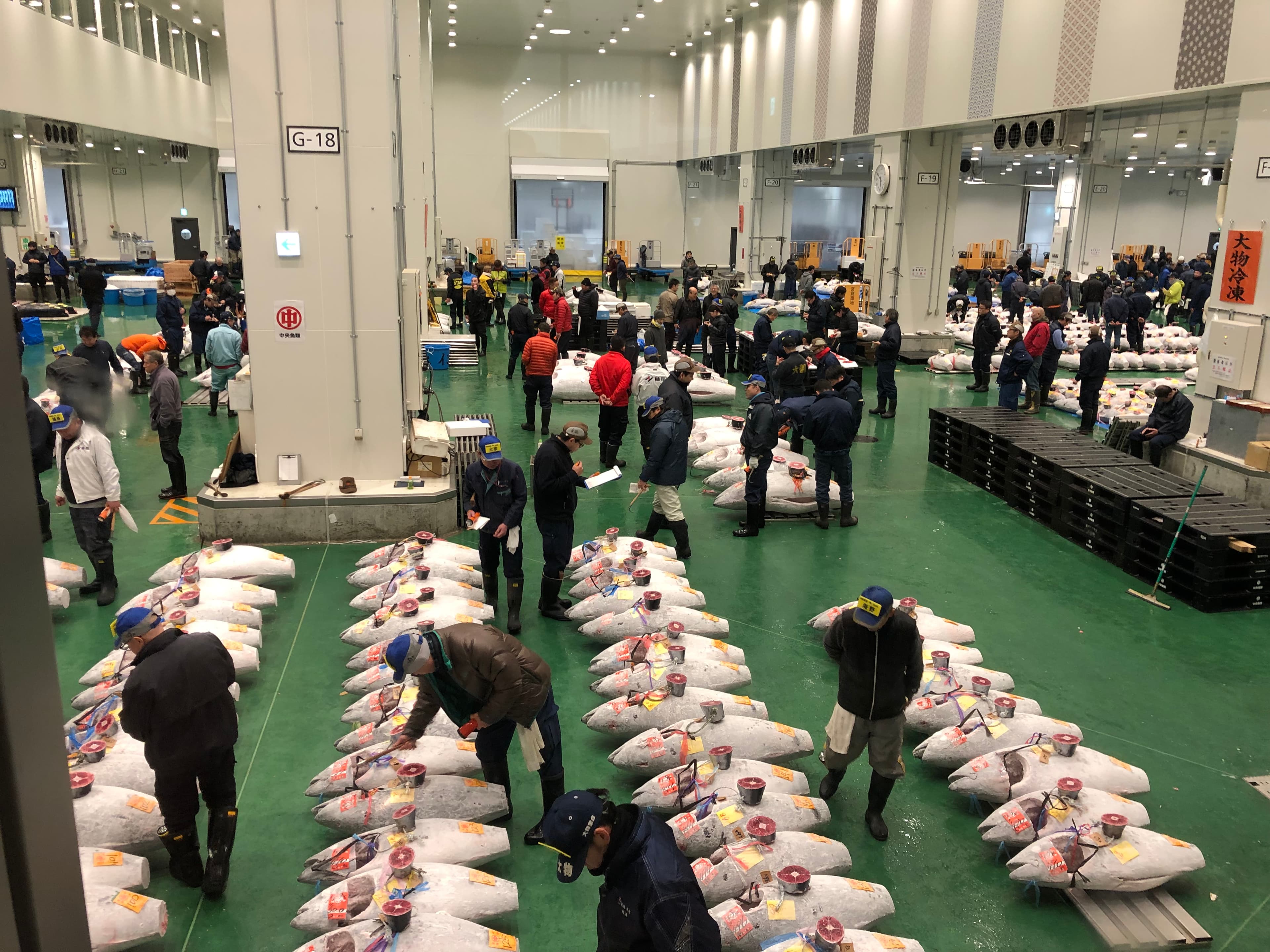豊洲市場のマグロせりの様子（見学者デッキから撮影した写真）