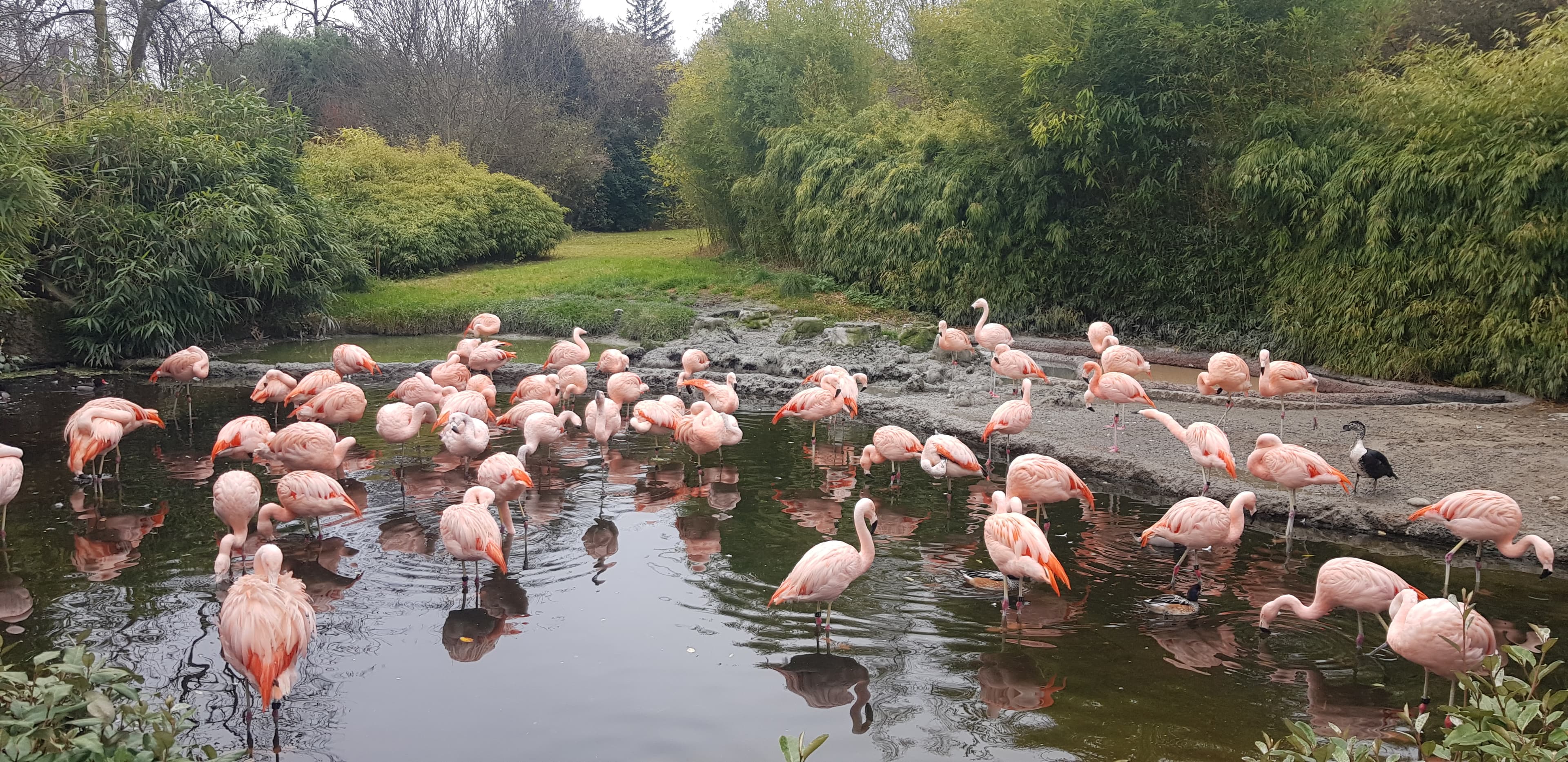 Flamingos at Zurich Zoo