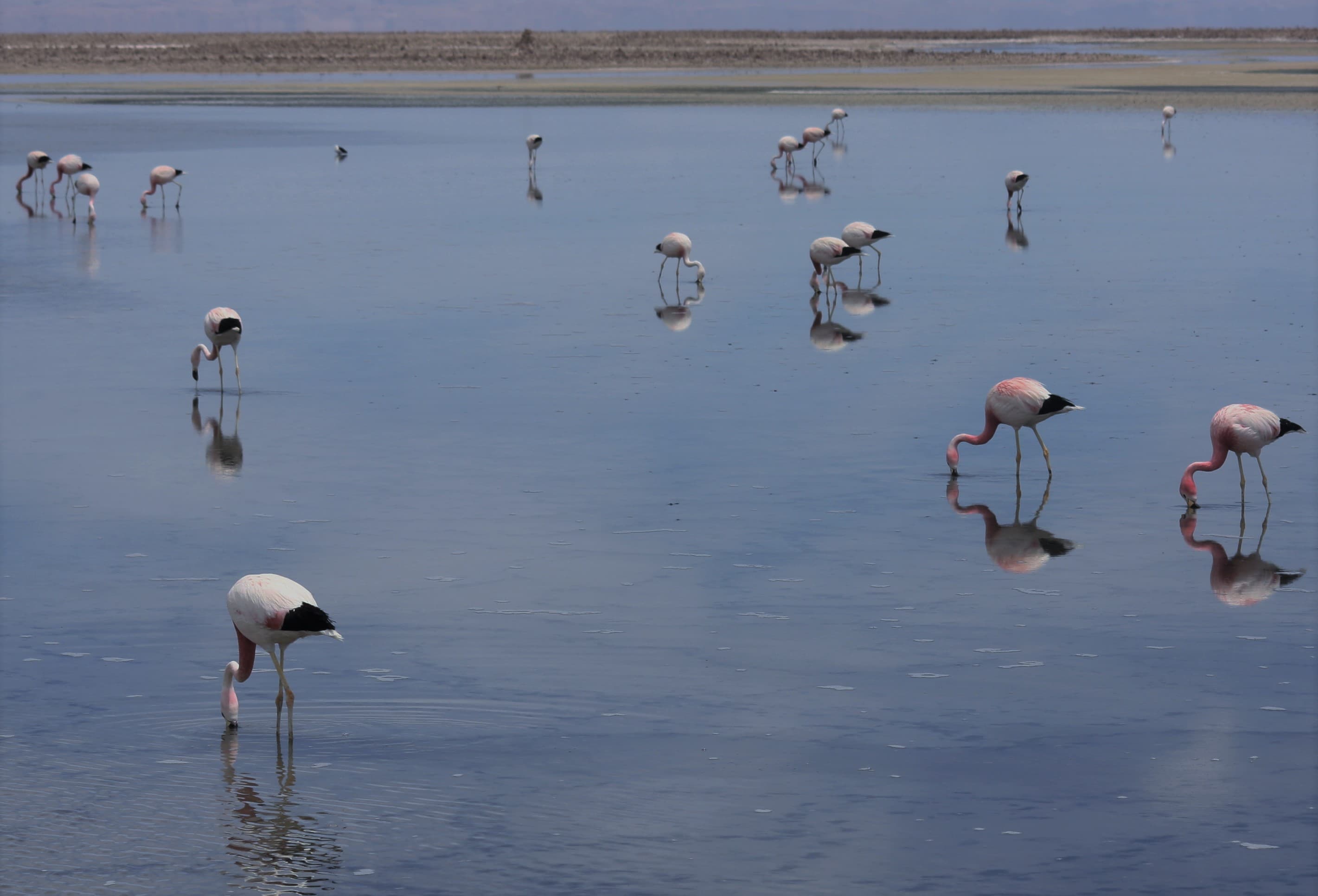 Laguna - Salar