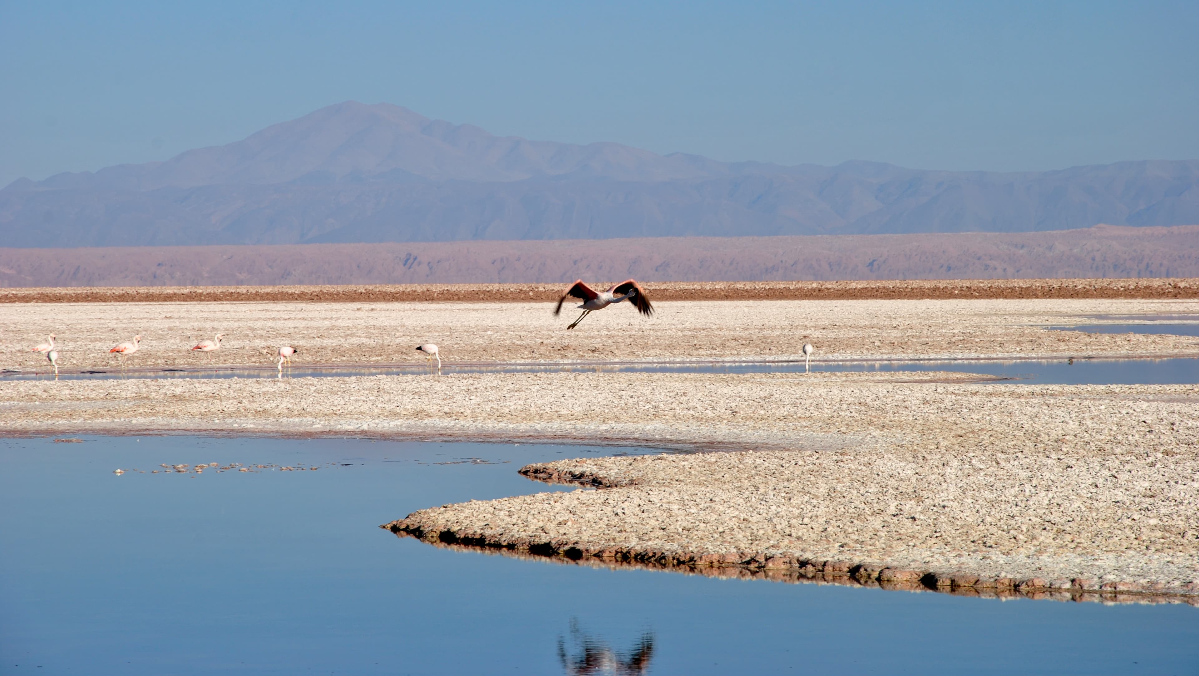 Laguna Chaxa, Salar de Atacama, Chile