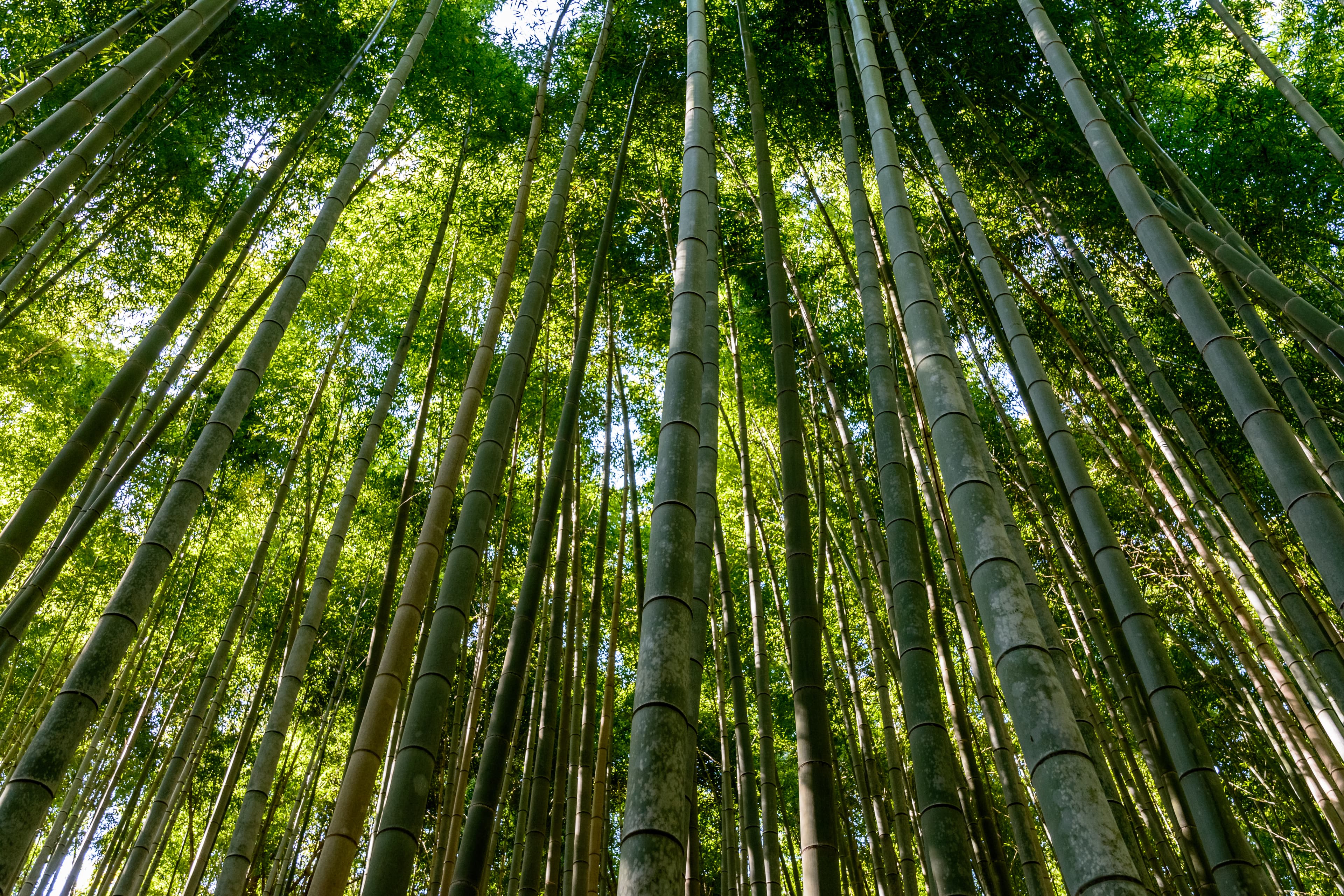 Sagano Bamboo Forest