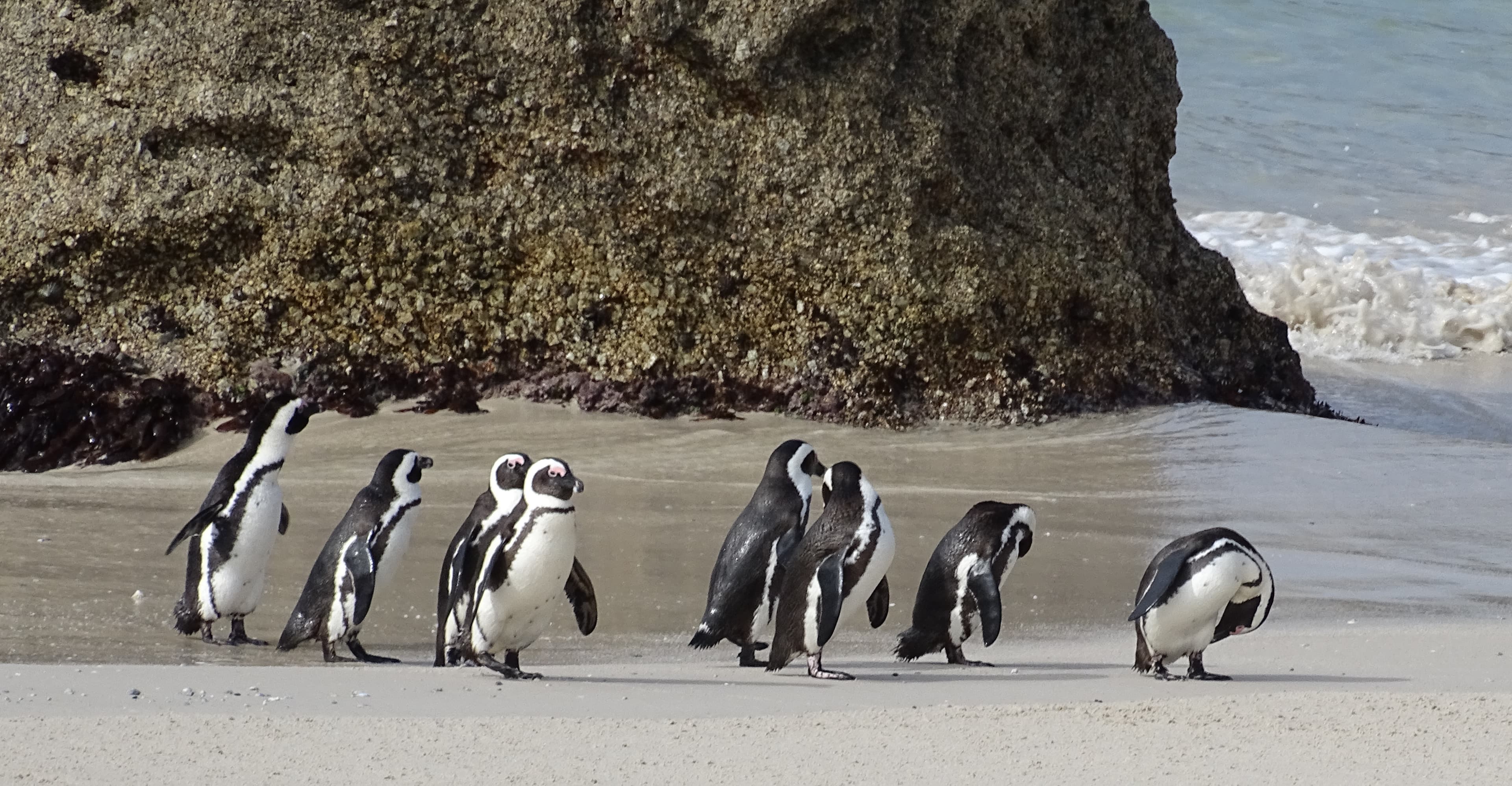 African penguins at Boulders Beach in South Africa.