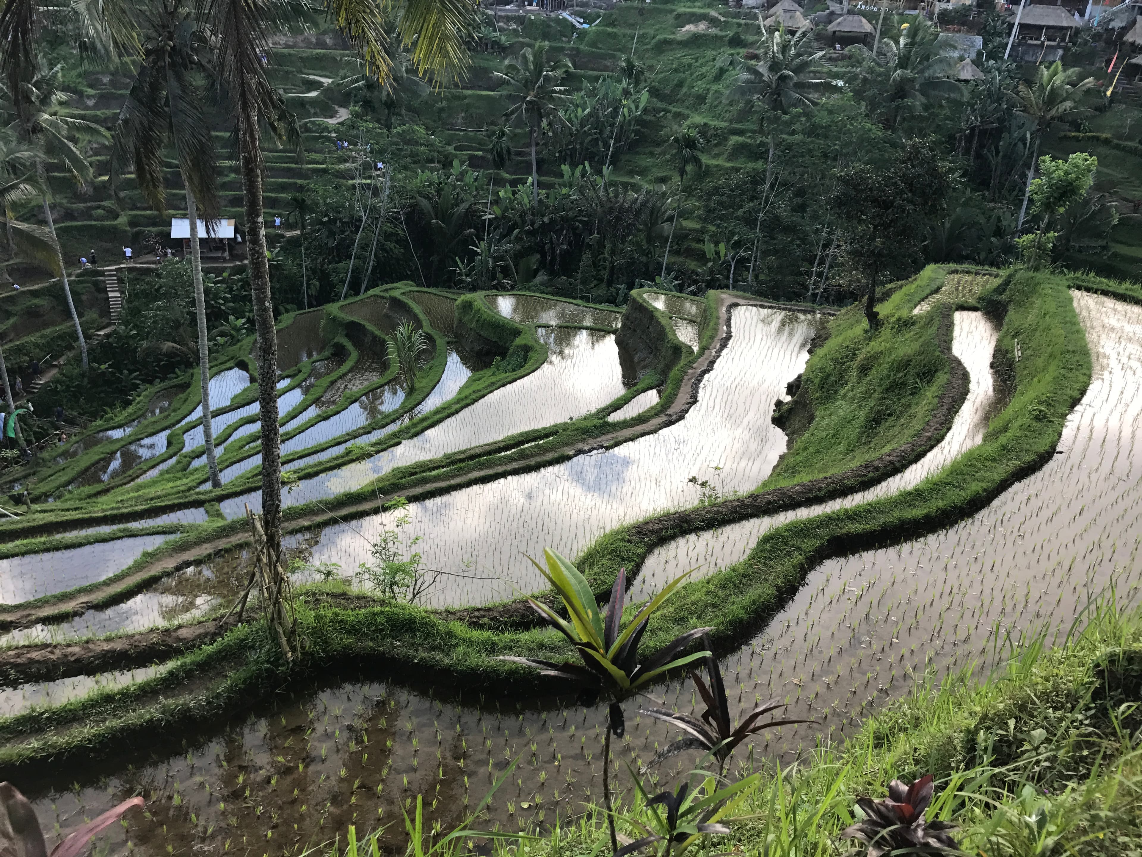 Rice terraces in Bali.