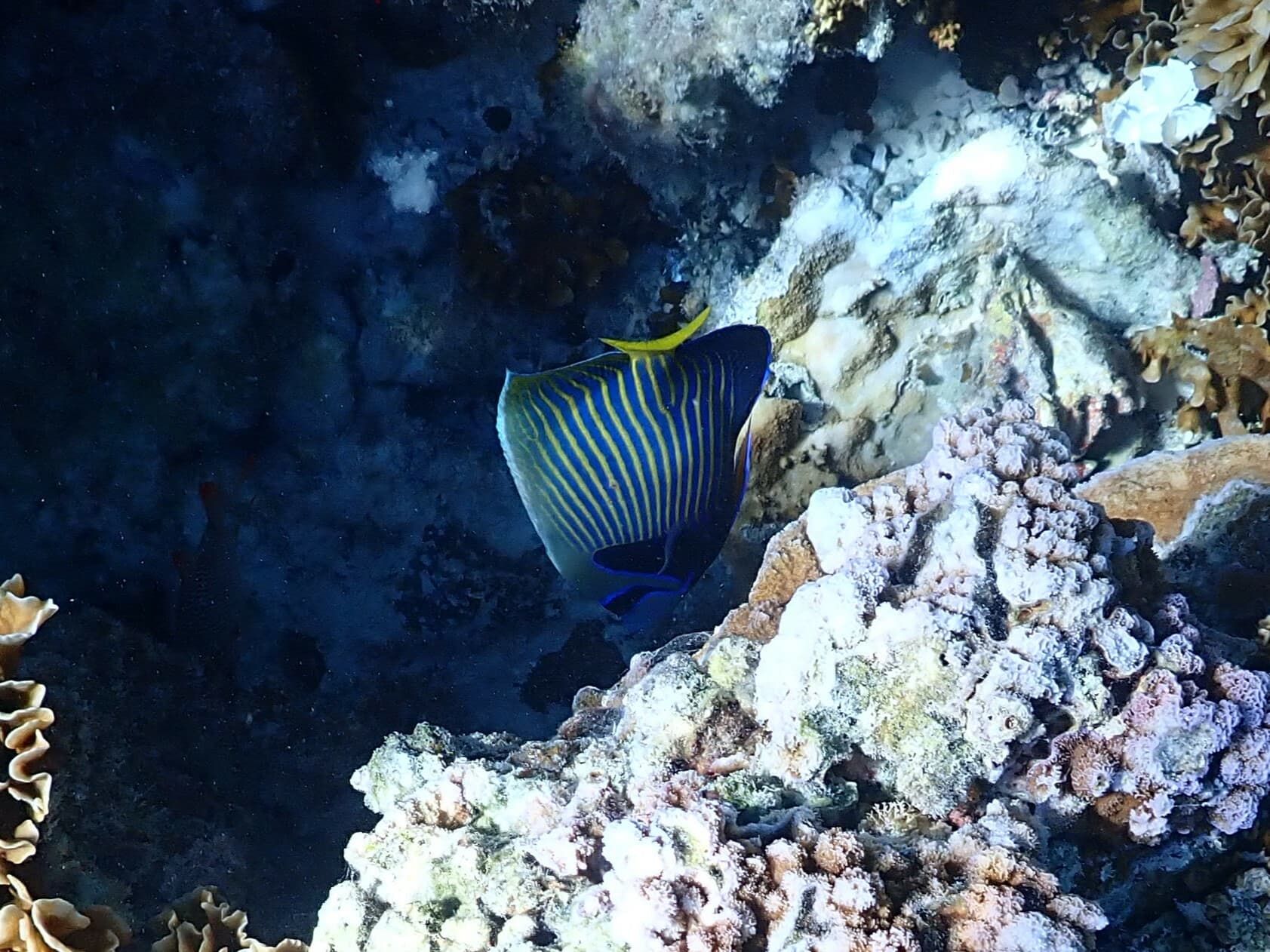 Emperor Angelfish (Pomacanthus imperator) in French Polynesia