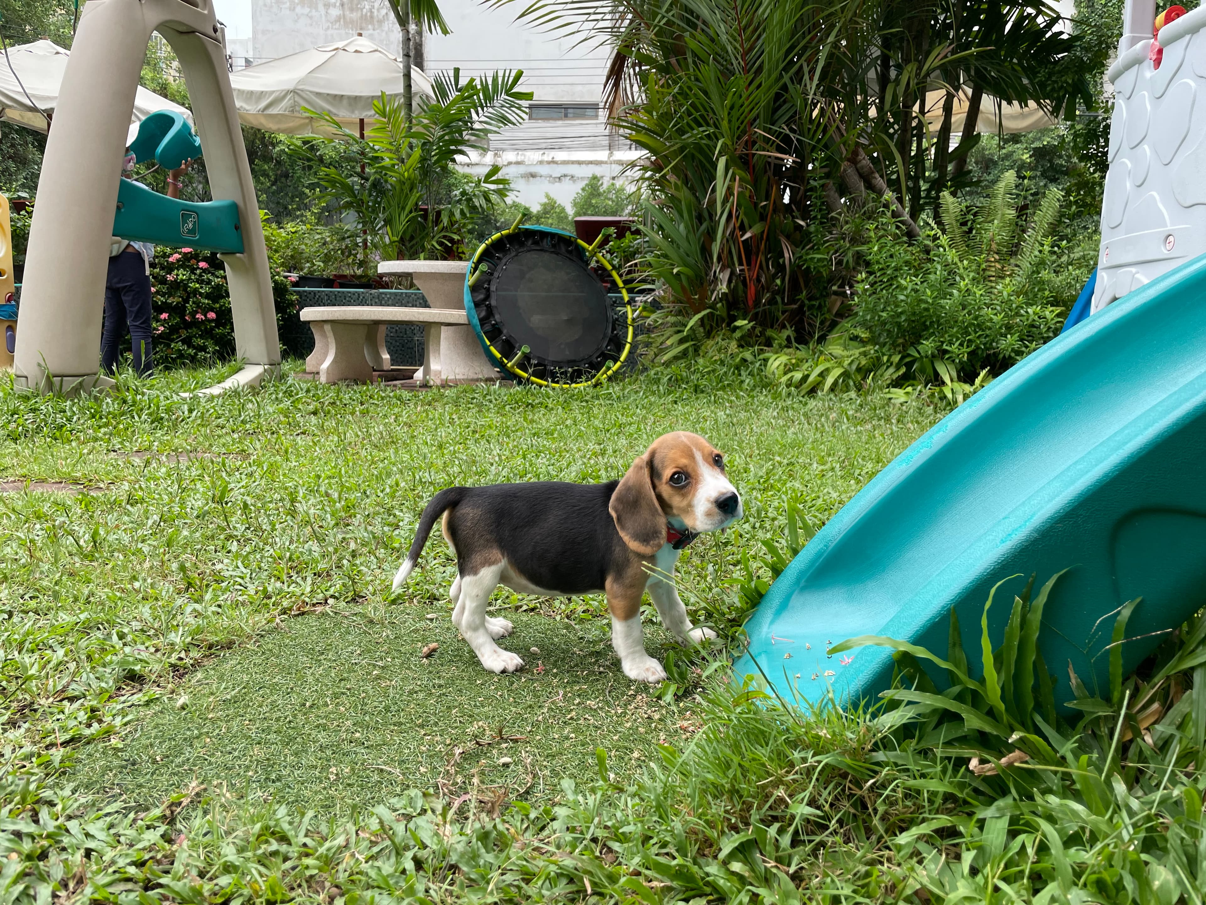 Coco the beagle is in a park next to a slide.