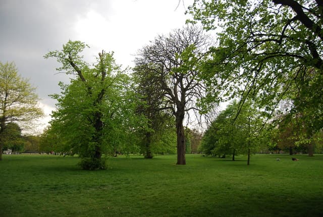 Trees in Hyde Park