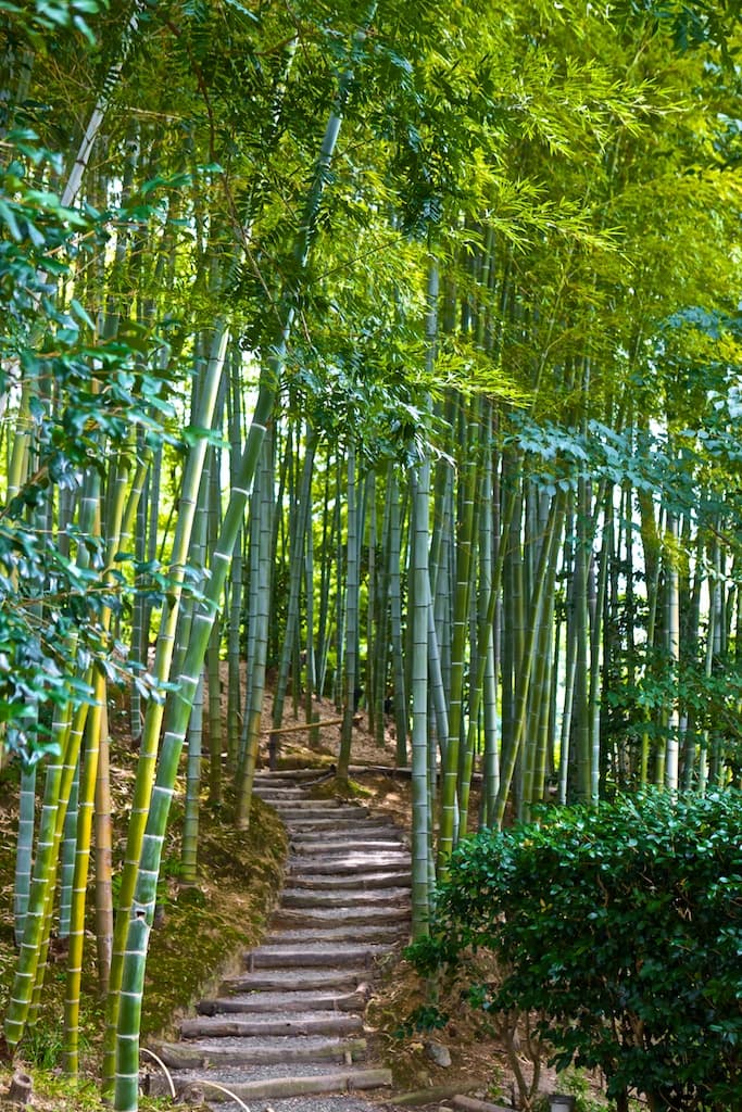 Kyoto, Kodai-ji, Bamboo