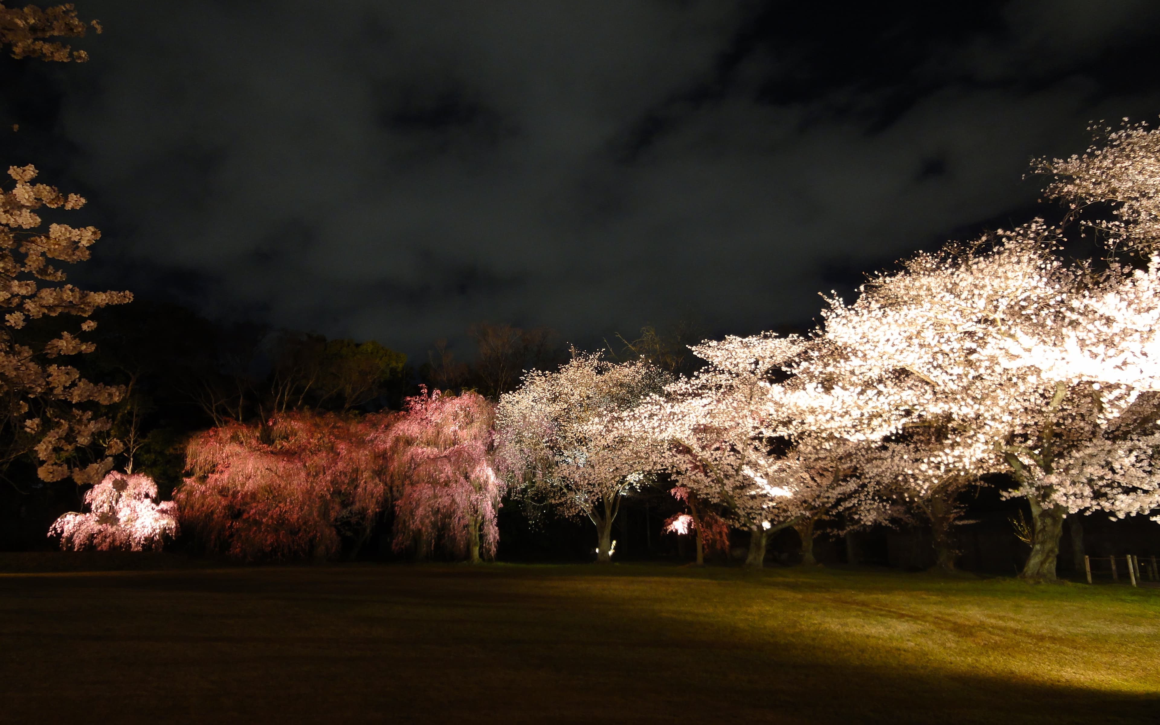Sakura at night, Nijō-jō, Kyoto, Japan
