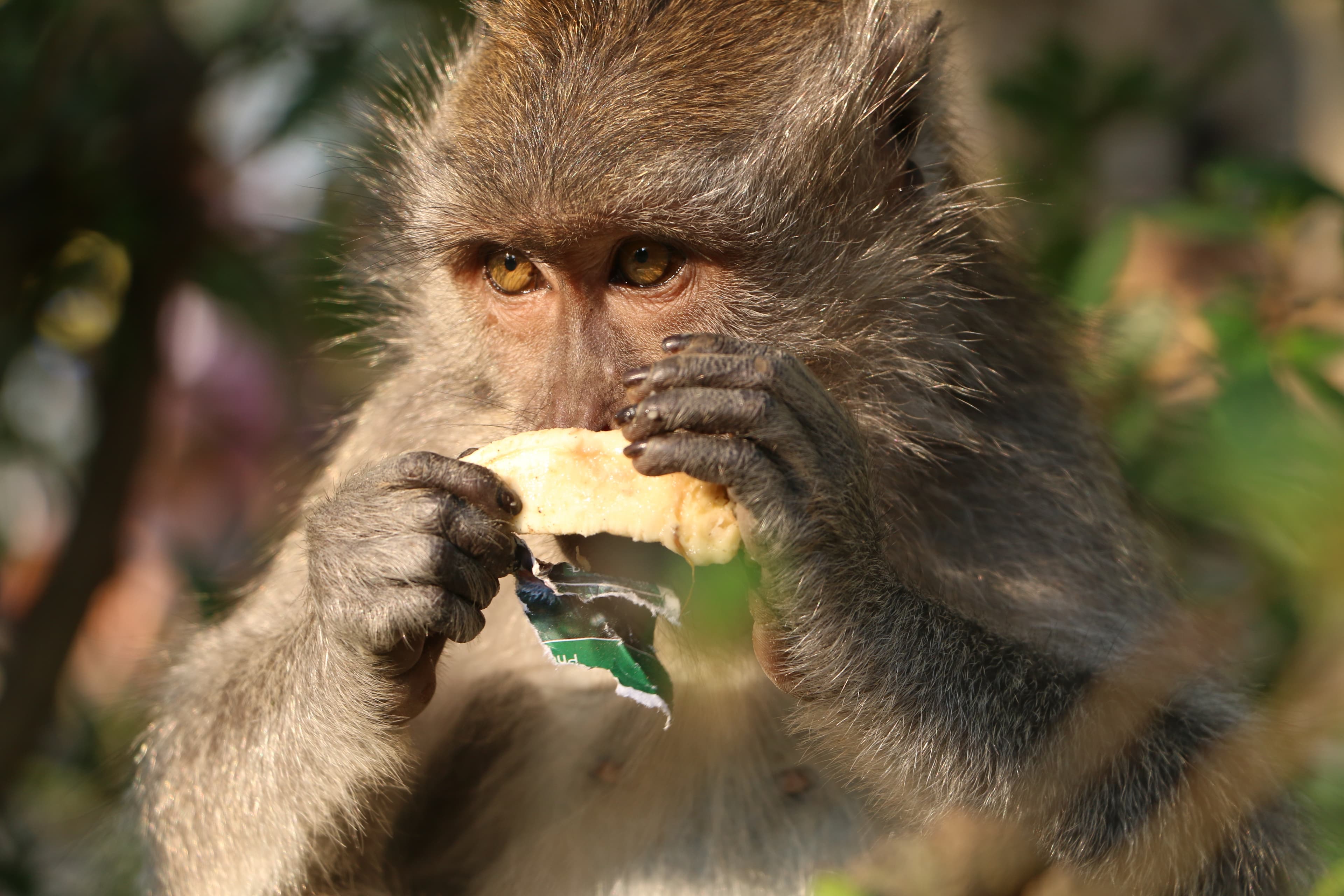 A crab-eating macaque in the Monkey Forest, Ubud, with a banana.