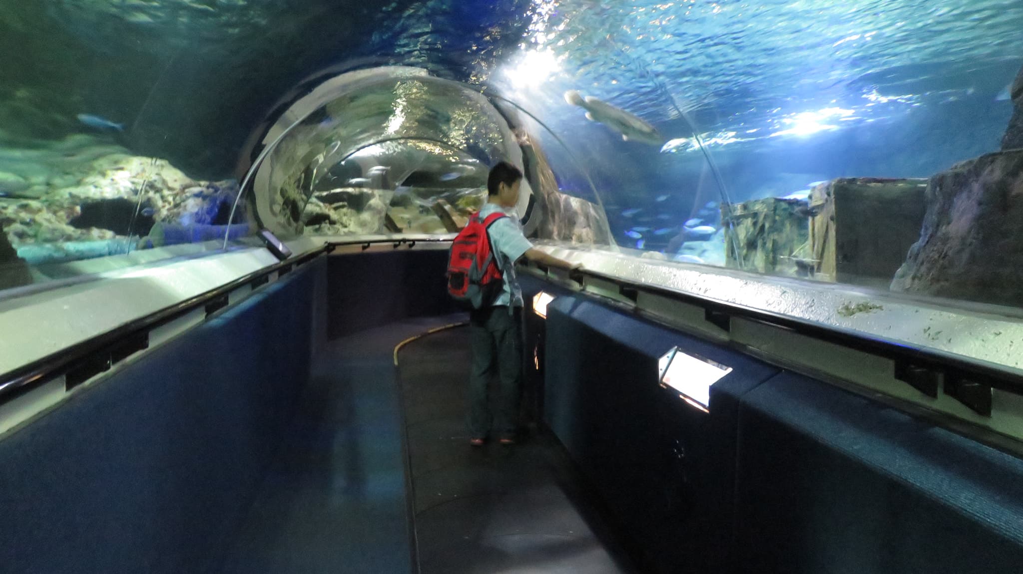 Description: Kelly Tarlton's Sea Life Aquarium