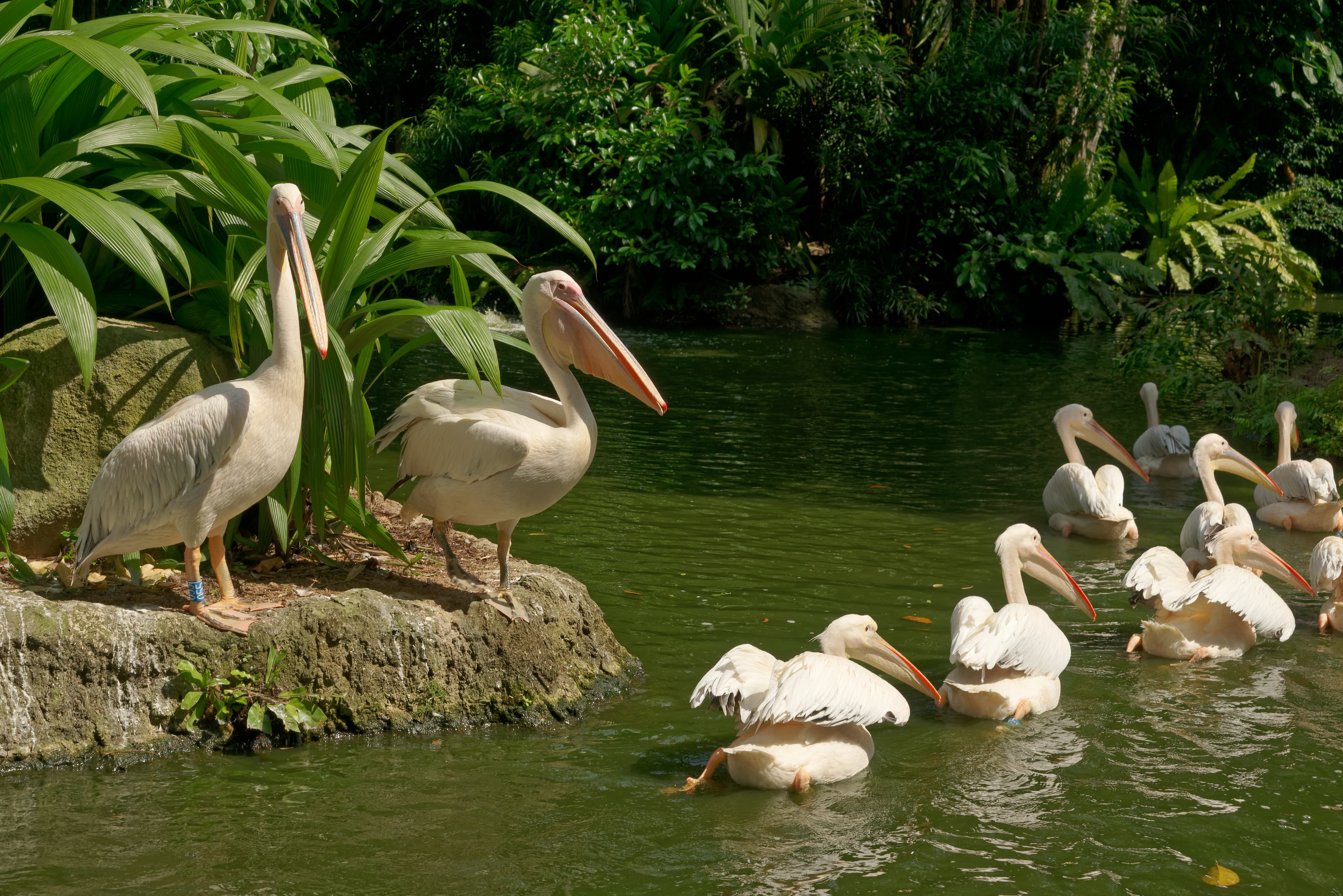 Great white pelicans at Singapore Zoo