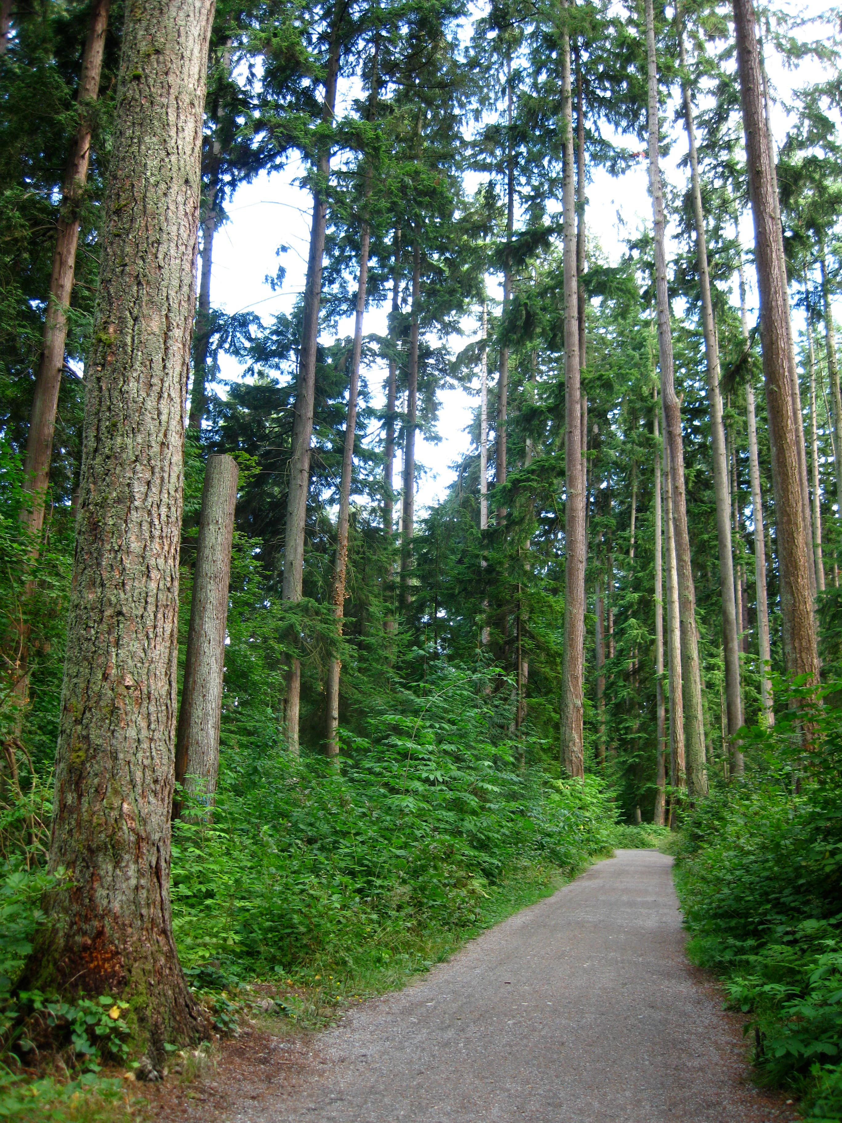 A gorgeous walk through Stanley Park.