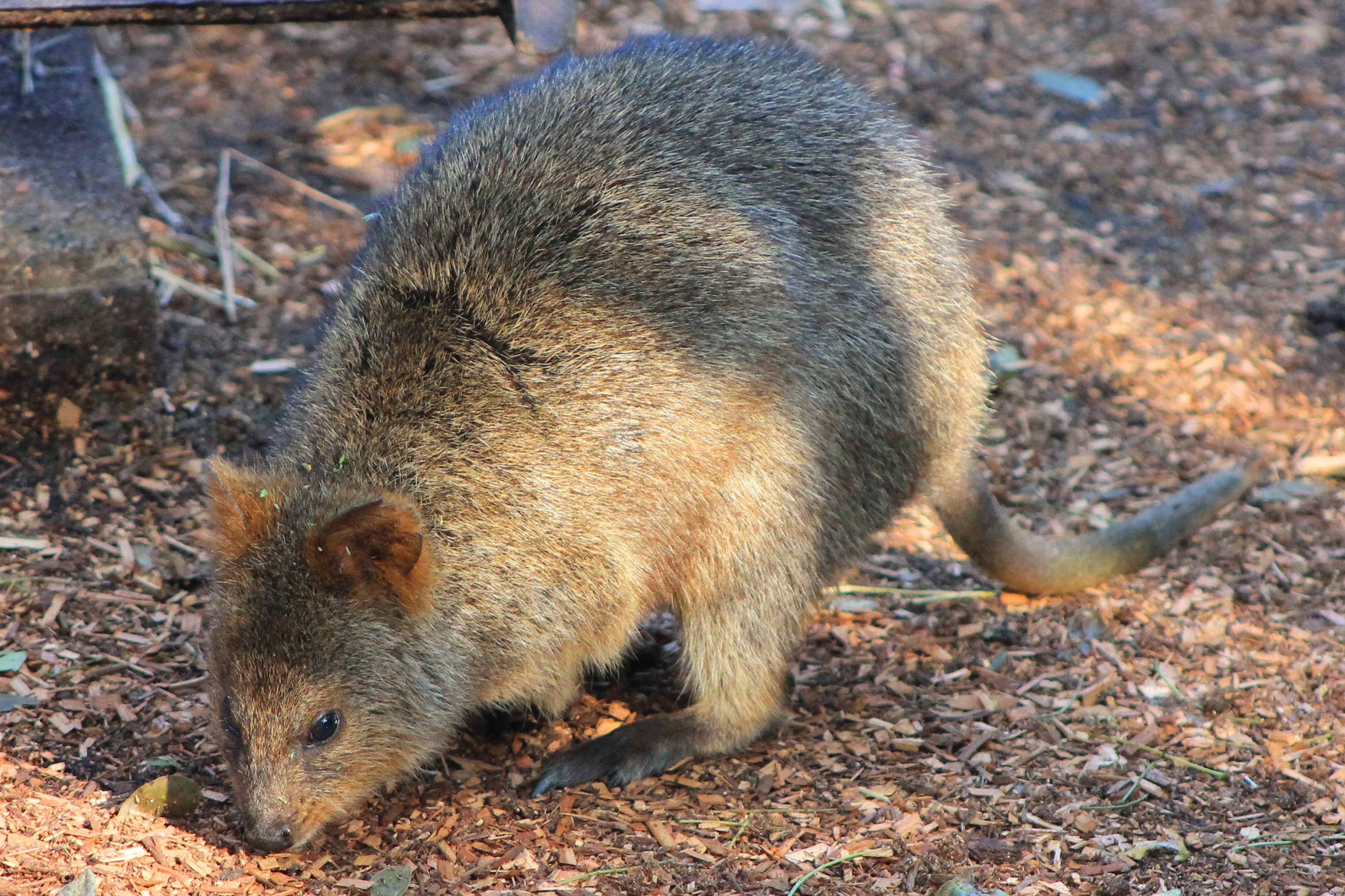 Taronga Zoo: Quokka