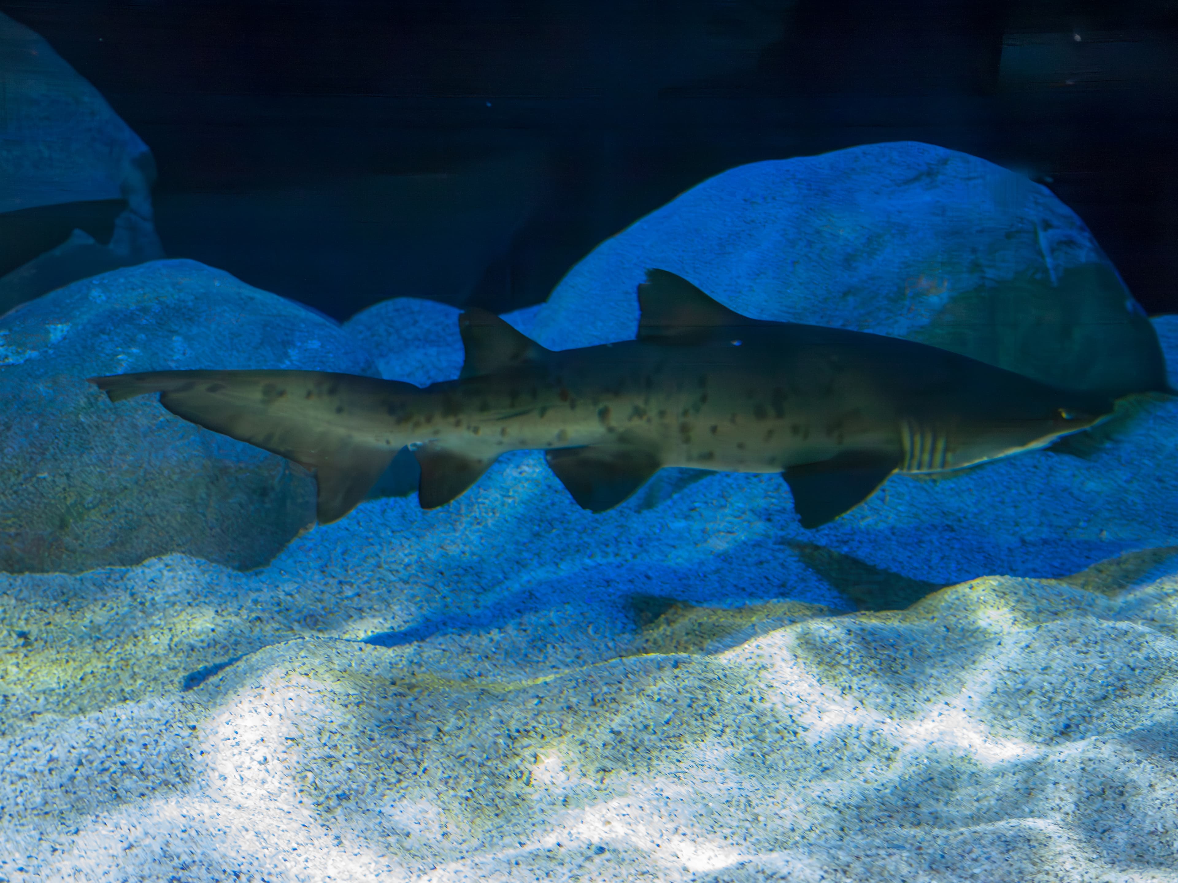 Two Oceans Aquarium, located in Cape Town,