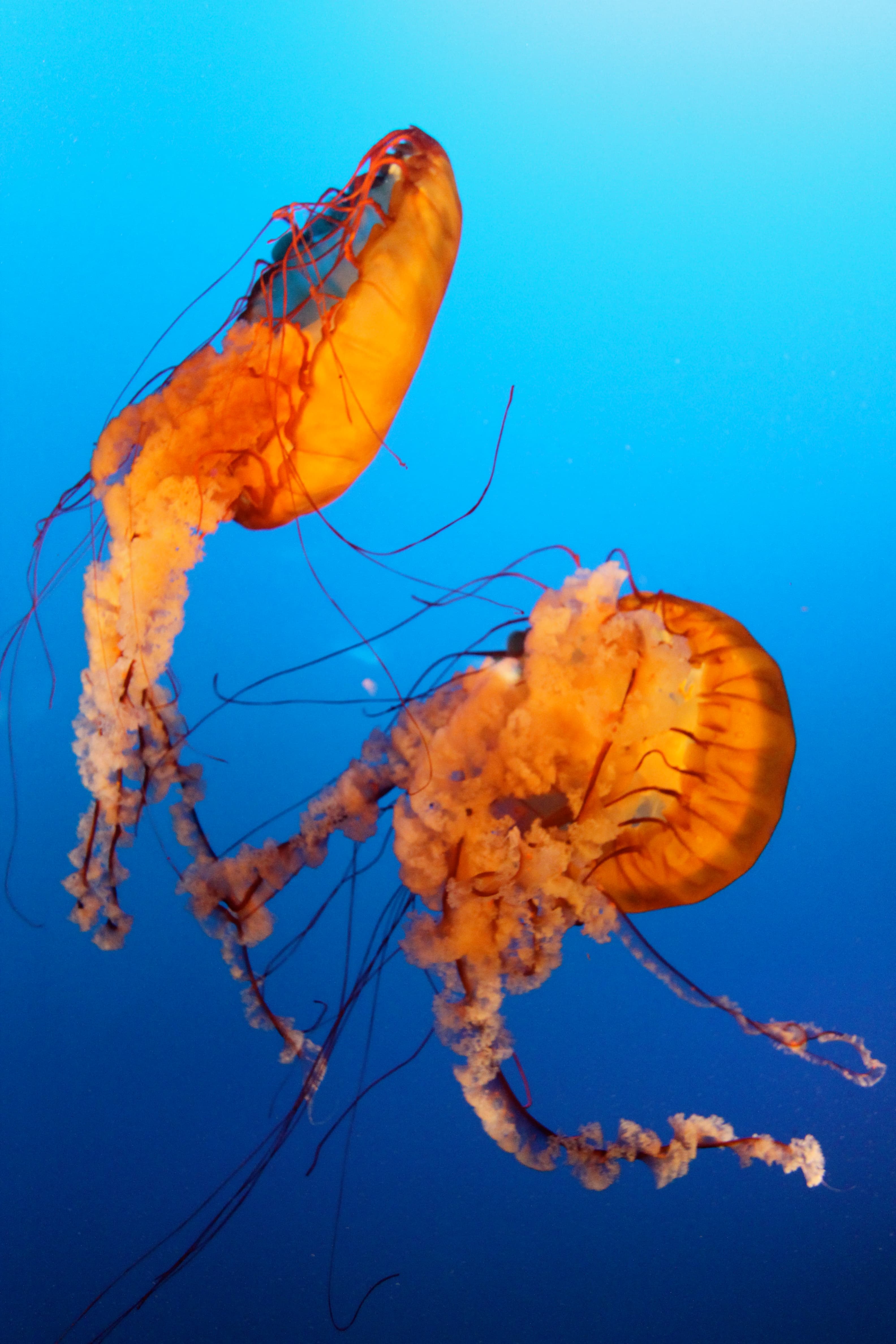 Vancouver Aquarium: Alex's Birthday