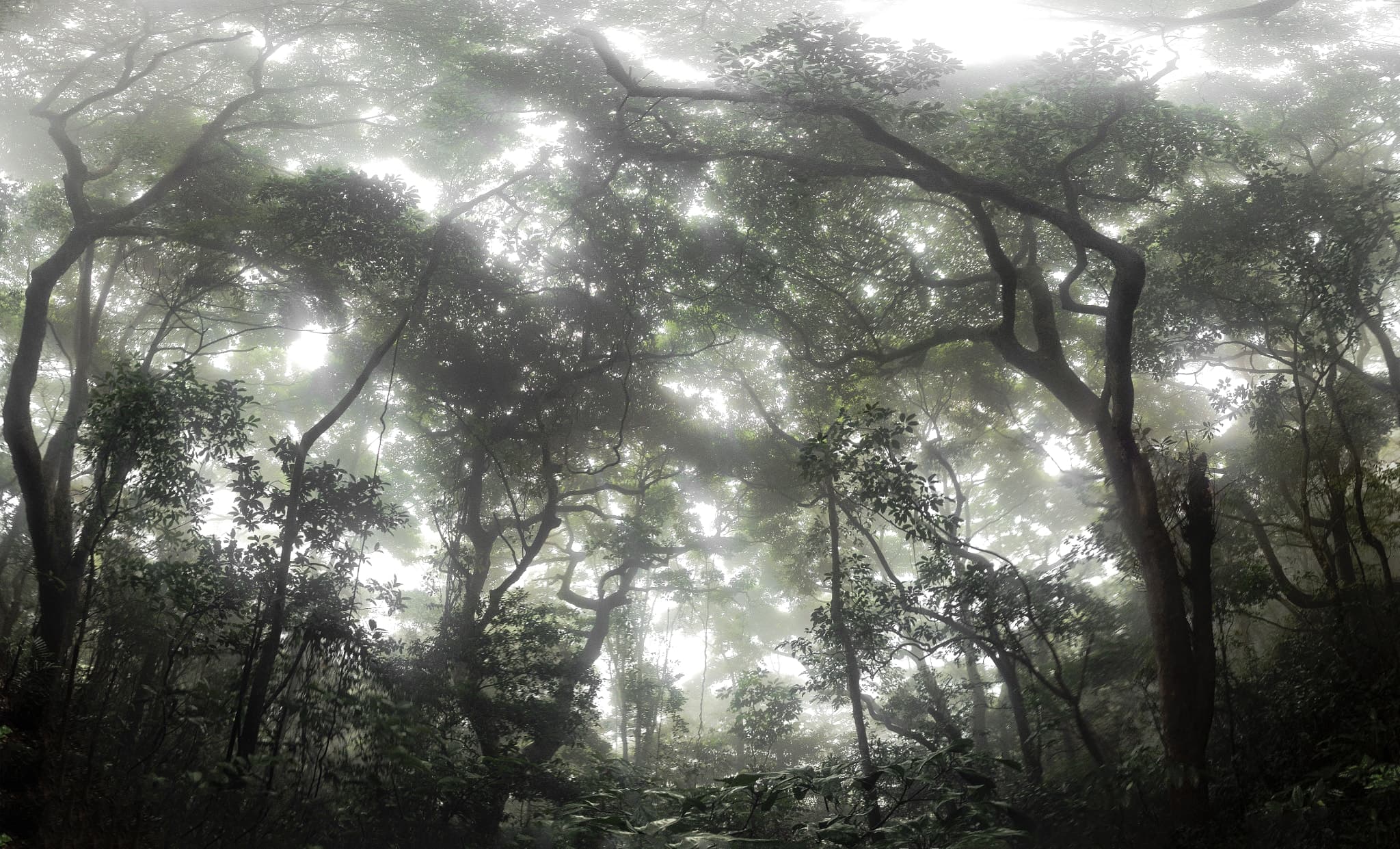 Pano Edit: A stunning panorama featuring trees, fog, and greenery at Victoria Peak, Hong Kong Island, in April 2016.