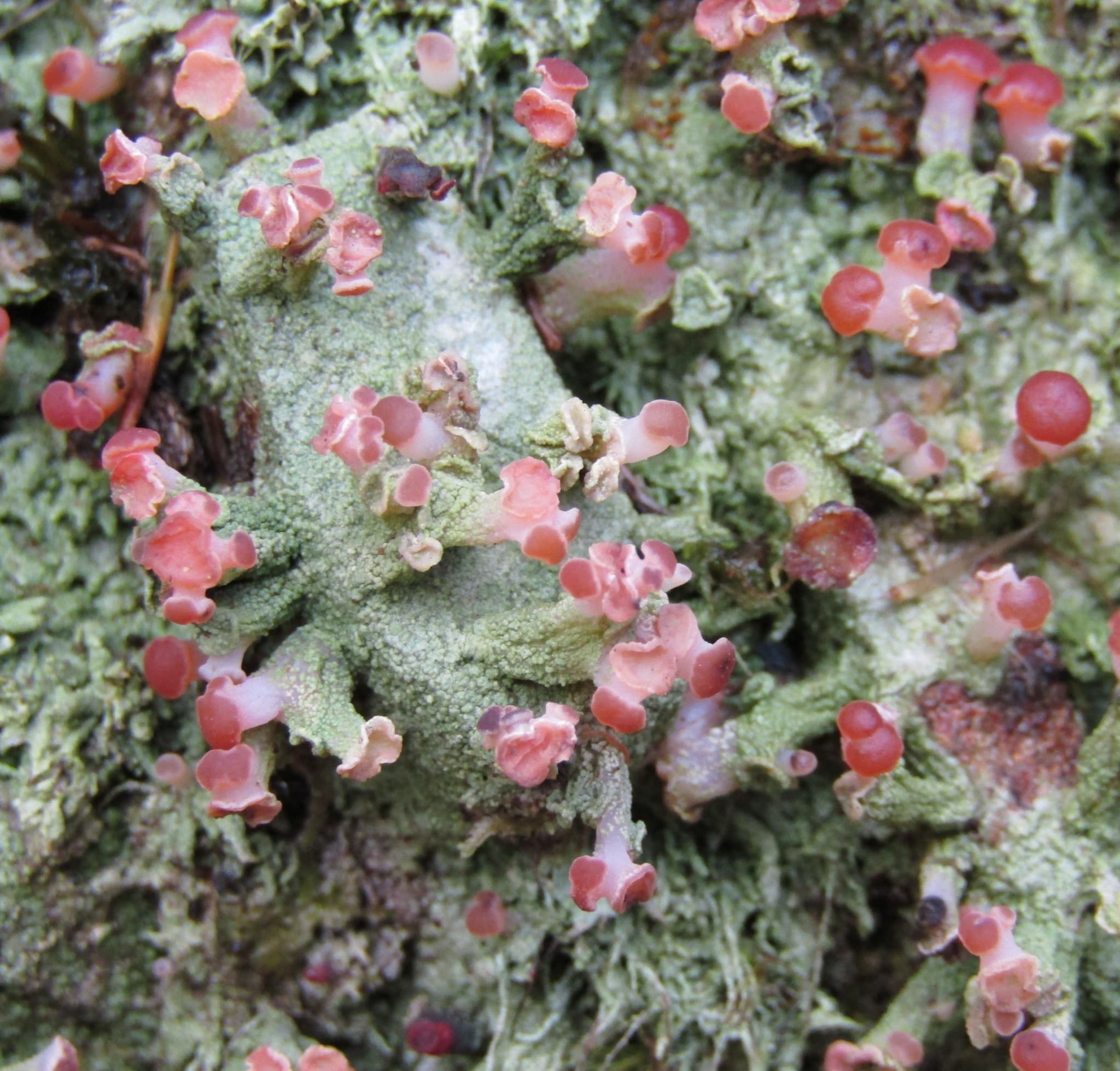 Baeomyces heteromorphus