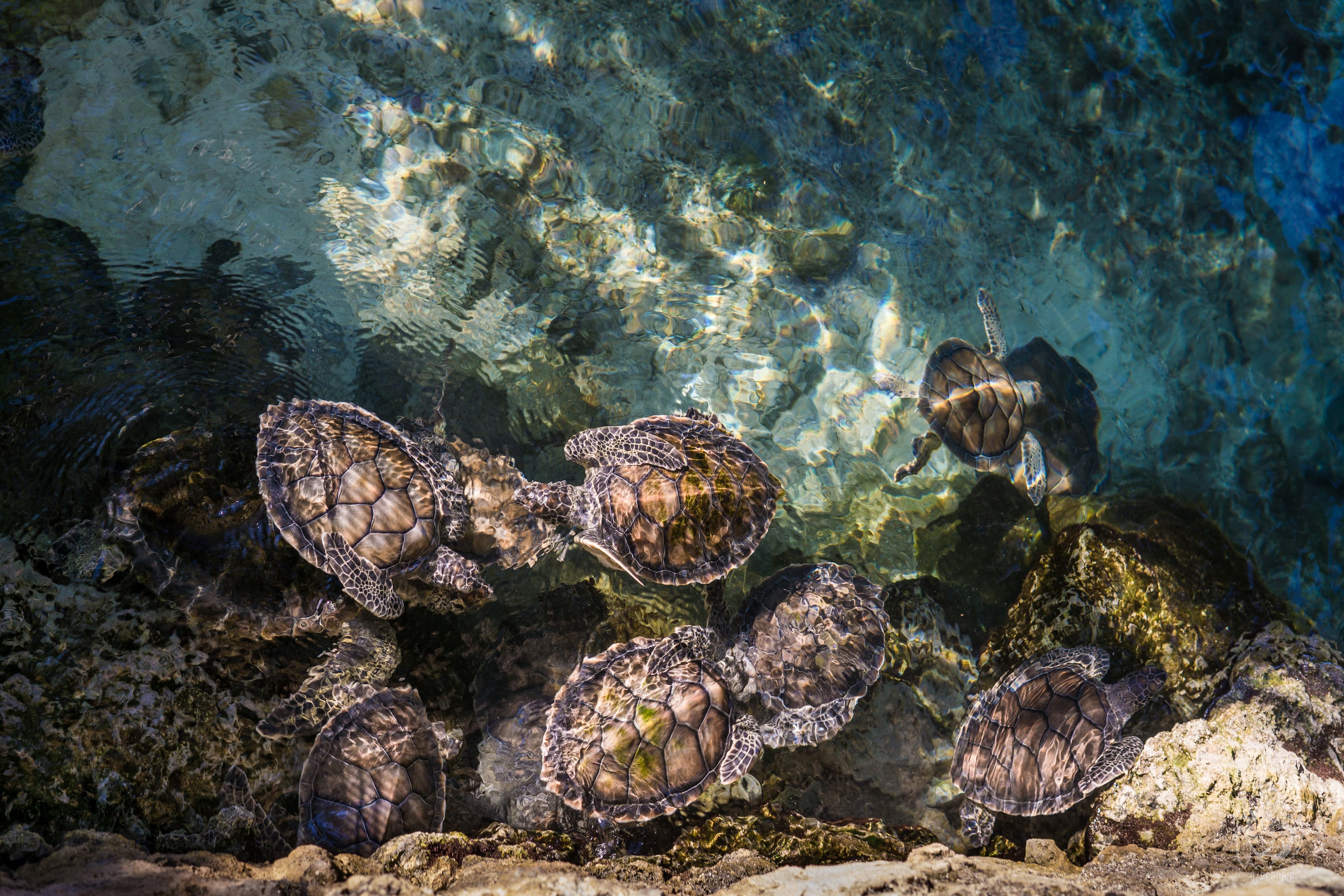 Xcaret, Playa del Carmen, Mexico