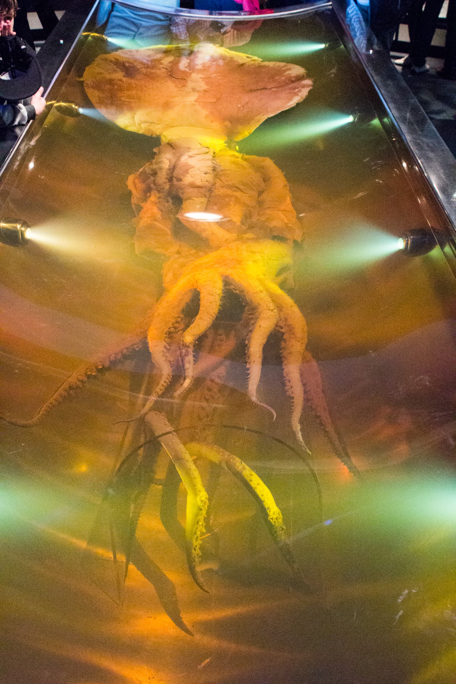 The colossal squid preserved in Wellington's Te Papa Museum.